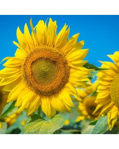 Lecitina de girasol